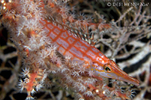 Long-nose Hawkfish taken in Mabul by Debi Henshaw 